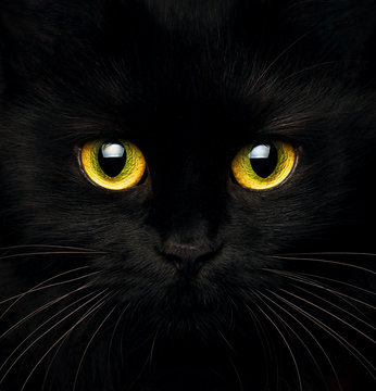 Cute muzzle of a black cat close up