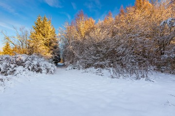 Snow covered countryside with trees