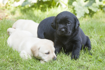 young sweet labrador puppy