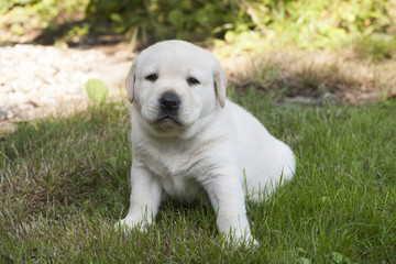 young sweet labrador puppy