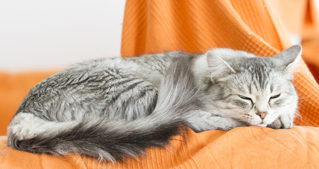 beautiful silver cat of siberian breed in the house, lying on th