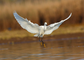 Little Egret (Egretta garzetta) landing