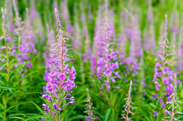 field of blooming sally flowers. Purple Alpine Fireweed.