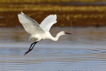 Little egret flying