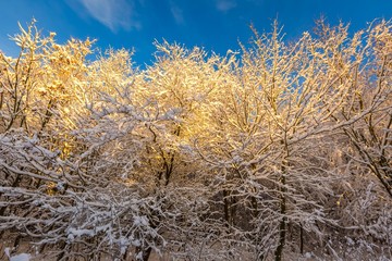 Fototapeta premium Snow covered countryside with trees