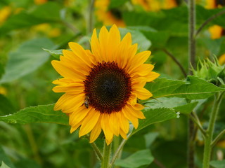 sunflower in field