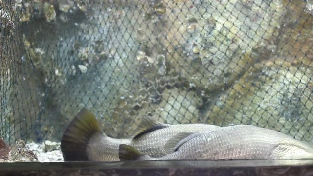 silver perch in fish tank or aquarium, real time.