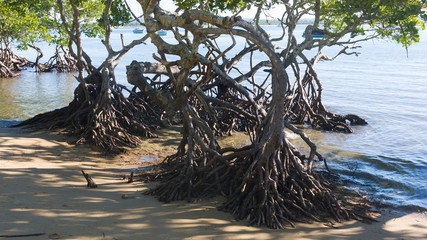 Mangroves on beach