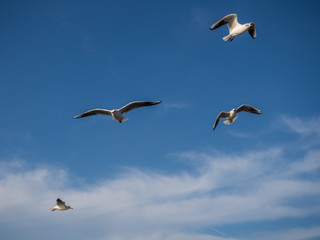 M&ouml;wen an der Nordsee
