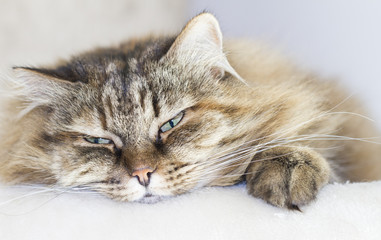 sweet brown mackerel cat of siberian breed on the scratching pos