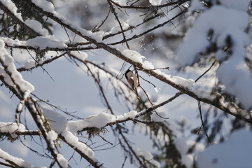 Small gray bird Tit on the snow covered fir tree