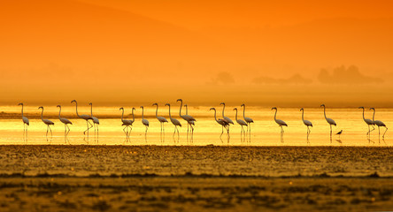 Greater Flamingo ( Phoenicopterus roseus) 