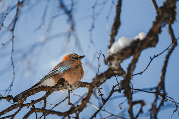 Colorful bird Eurasian Jay Garrulus glandarius sitting on the branch of a tree in winter or spring forest