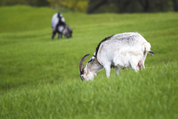 gray goat grazing on the farm on green meadow and eat grass