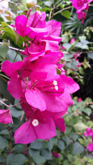 Beautiful pink bougainvillea