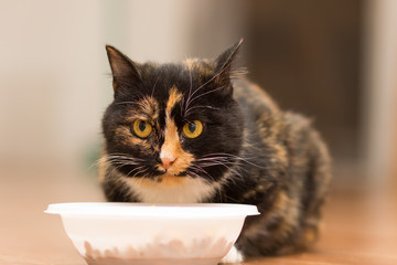 Young tortoiseshell cat sitting near a plate of food