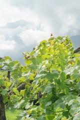 Fototapeta na wymiar Green grapes on the background of the misty southern Alps. Vertical composition