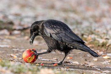 krähe mit apfel
