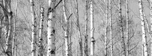 Photo sur Plexiglas Bouleau Beautiful landscape with birches. Black and white panorama with birches in retro style. Birch grove in autumn. The trunks of birch trees. Black and white panoramic photo of birch trunks.