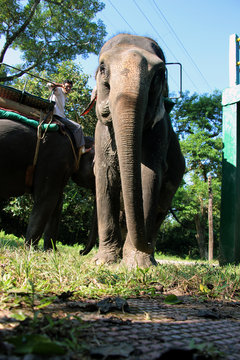 Elephant Safari. Jaldapara National Park In India.