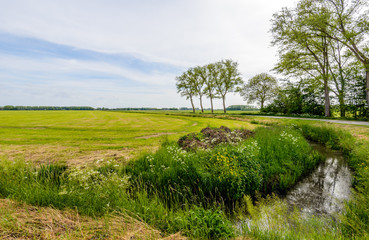 Typical Dutch polder landscape in the spring season.