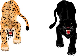 Leopard and Panther isolated on white background, vector illustration. © Massaget