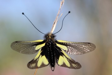 Ascalaphe sur une brindille