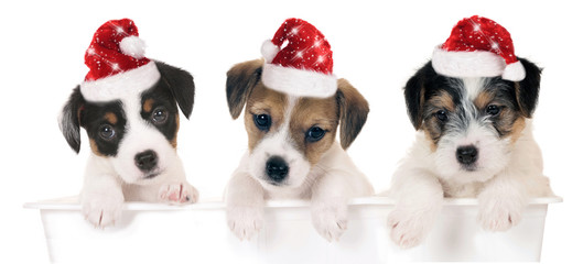 Three cute puppies with Santa hats