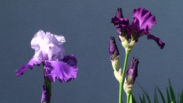Lila und violette Iris bewegen sich im Wind
