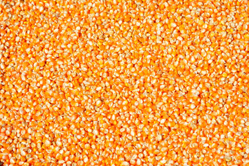 Group of yellow dried corn kernel texture background