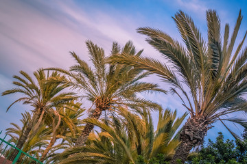 Obraz na płótnie Canvas Tropical palmtrees in Canaries