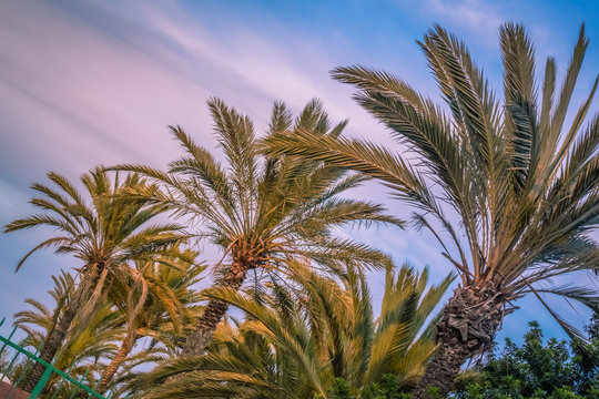 Tropical palmtrees in Canaries
