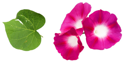 morning glory fresh pink flower, photo manipulation