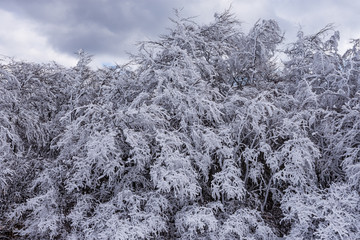 Winter Cold Iced Frozen Trees White Snow Fairytale