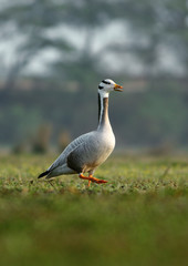 Obraz na płótnie Canvas Bar-headed Goose calling in morning