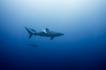 Obraz premium Silky Shark Malpelo