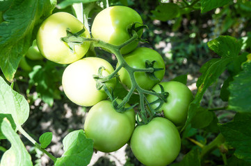 Green tomatoes hanging on a bush beautiful bunch.