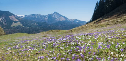 Fotobehang Krokus Krokusblütenteppich in den Bergen  © SusaZoom
