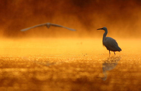 Egrets at sunrise Time
