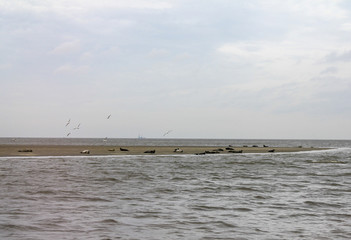 Robben vor Cuxhaven - Nordsee