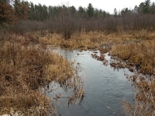 Wild Creek