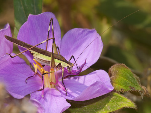 Brown grasshopper sits on pink flower in rainforest of Nepal.