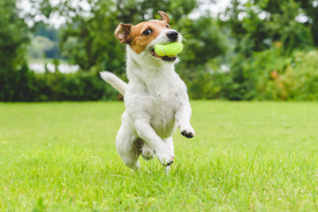 Funny dog playing with tennis ball toy on lawn