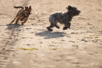 Two mongrel dogs playing together on beach