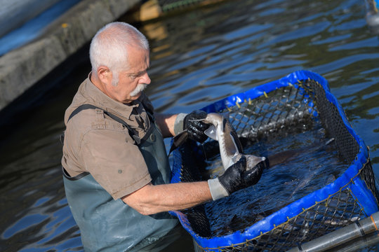 old man working in a fish-farm