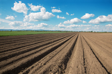 Fototapeta na wymiar field of potatoes and the sky in spring