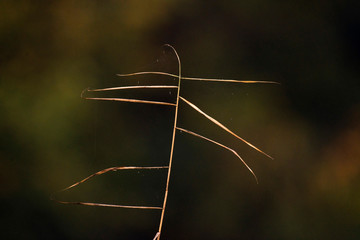 Close-up of blade of grass in autumn.