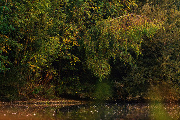 Fototapeta premium Autumn foliage in a deciduous forest at edge of pond.
