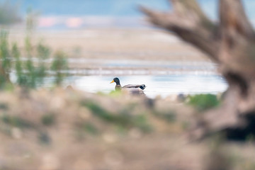 Male mallard swimming in a pond.