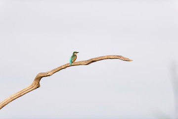 Common kingfisher perching on dead branch.